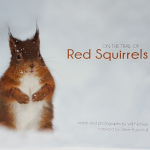On the Trail of Red Squirrels On the Trail of Red Squirrels